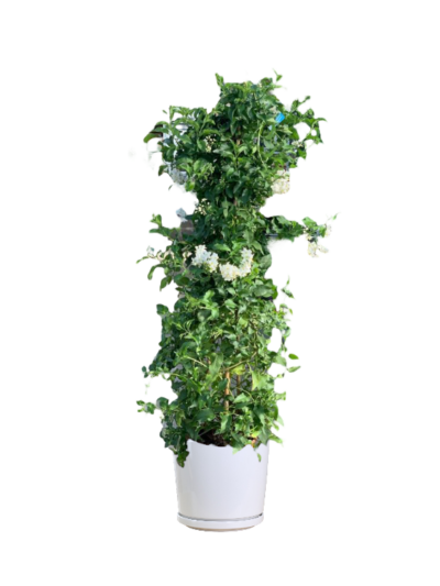 Mexican Creeper (White)